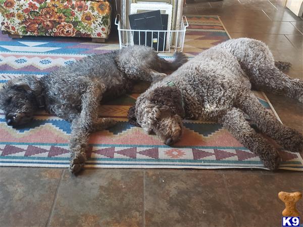 CedarValleyPoodle Picture 3